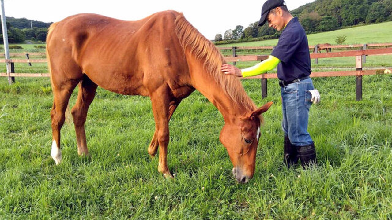 日本殿堂名馬 大樹快車 過世 賽馬娘 官方發文悼念粉絲不捨 4gamers