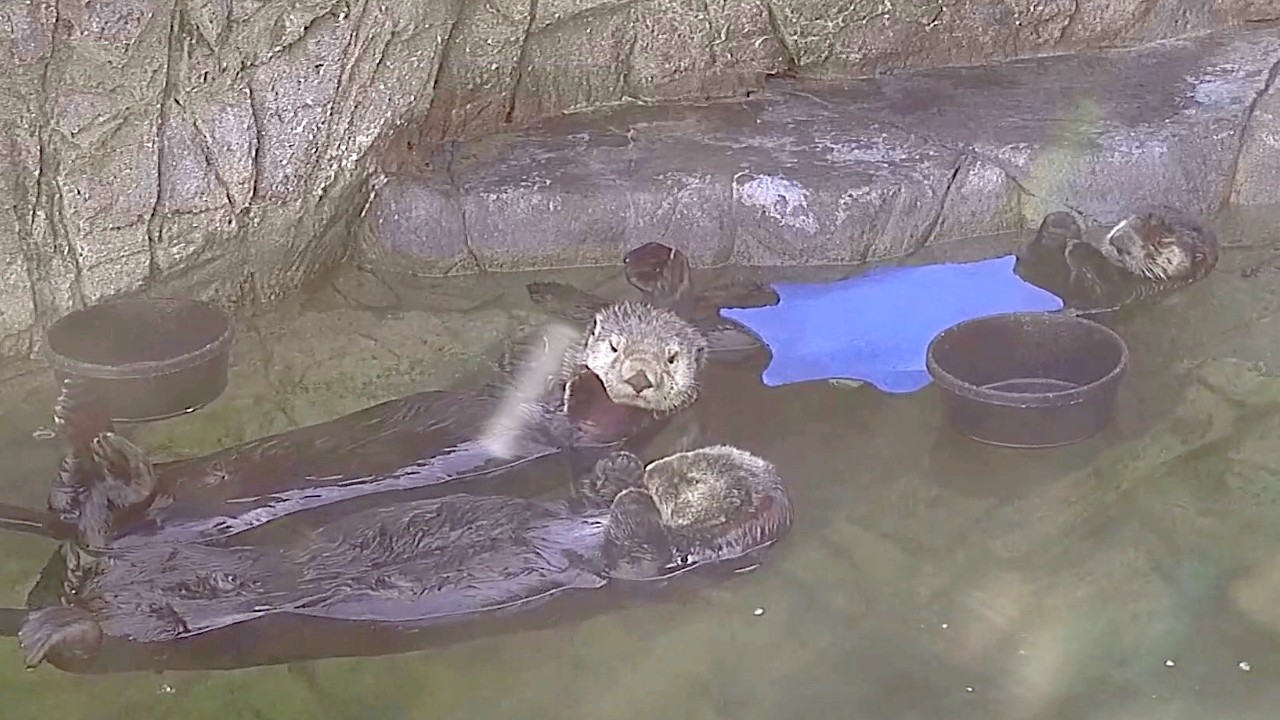 萌呆了 爆紅的twitch泡澡實況主是 他們 Best Curated Esports And Gaming News For Southeast Asia And Beyond At Your Fingertips