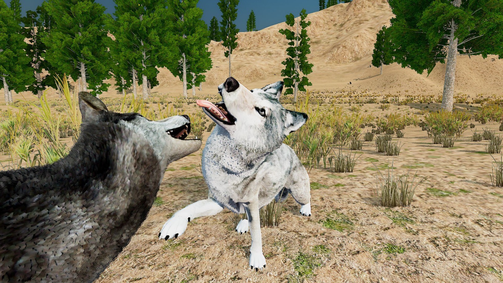 wolf5