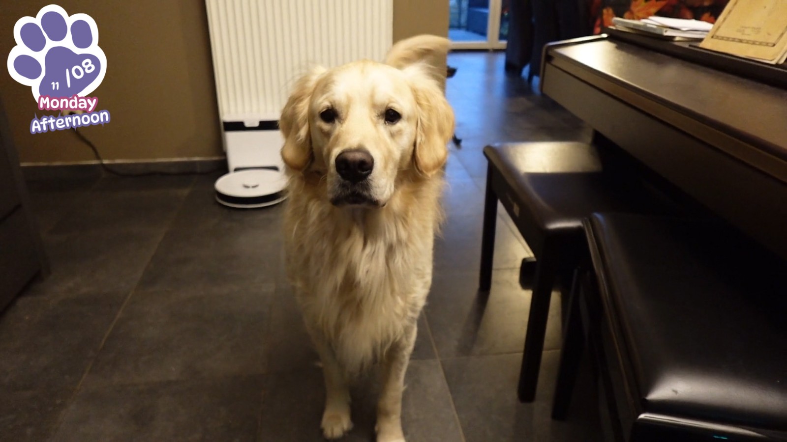 Golden_Retriever_Simple_Life_07