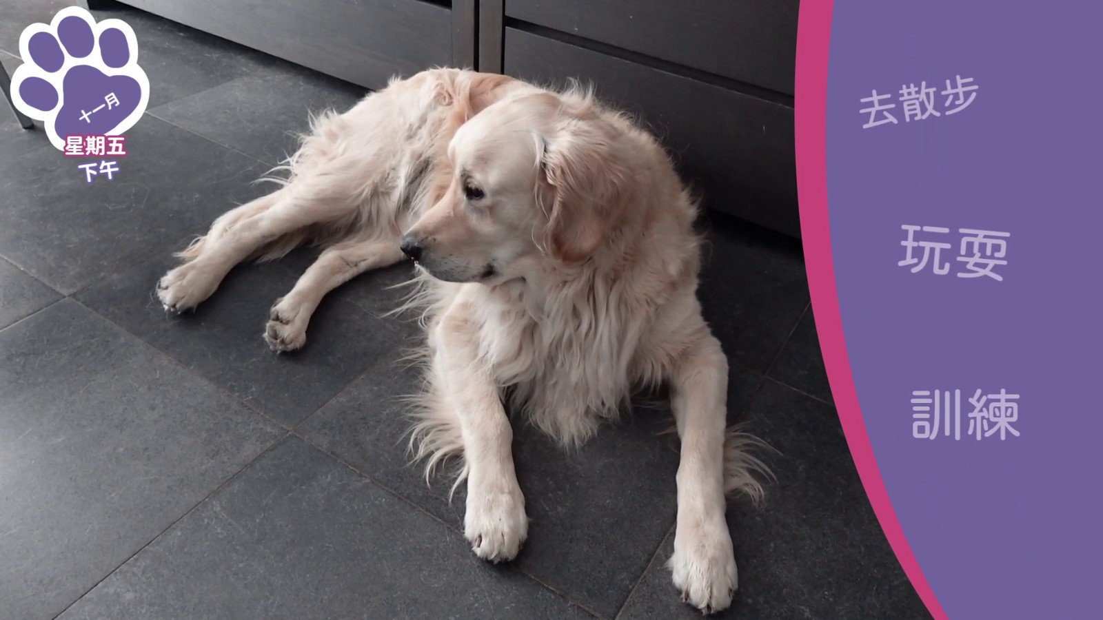 Golden_Retriever_Simple_Life_Wait_HK