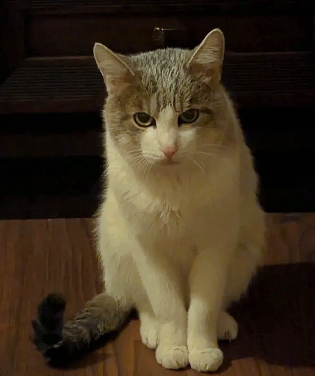 my-17-year-old-cat-i-had-since-i-was-13-passed-away-2-weeks-v0-o2i25fmfd1vg1