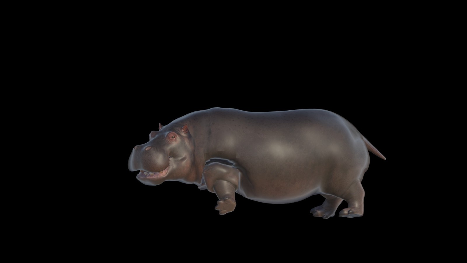 hippo1