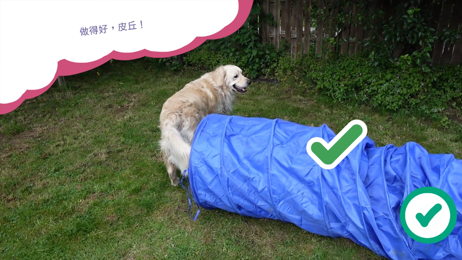 Golden_Retriever_Simple_Life_Tunnel_HK