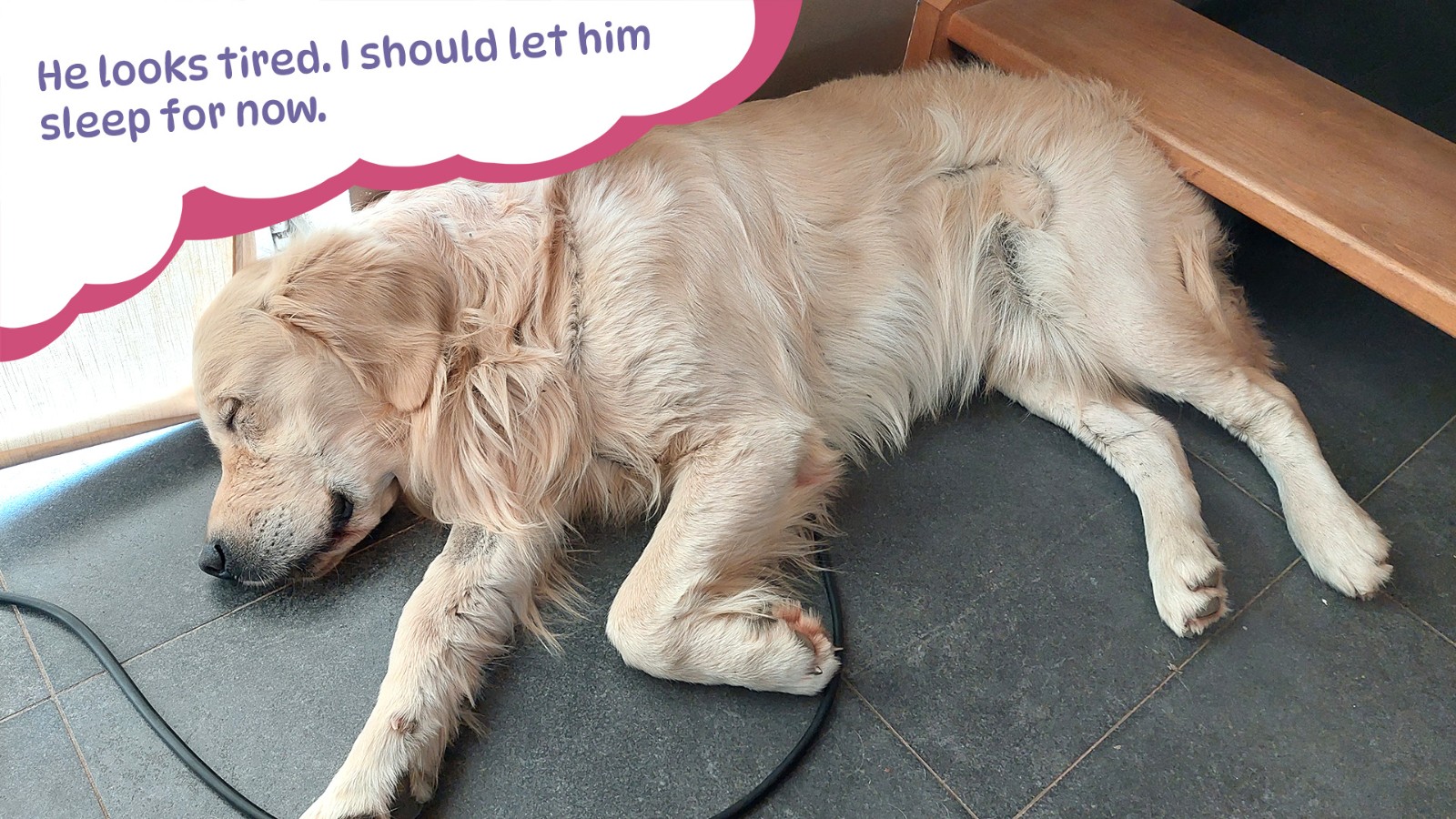 Golden_Retriever_Simple_Life_screenshot05A