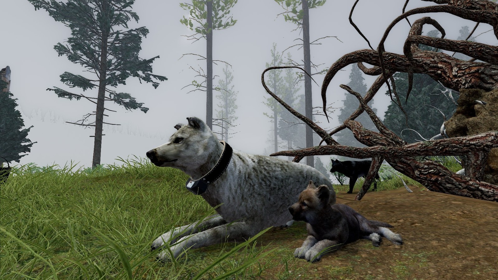 wolf06