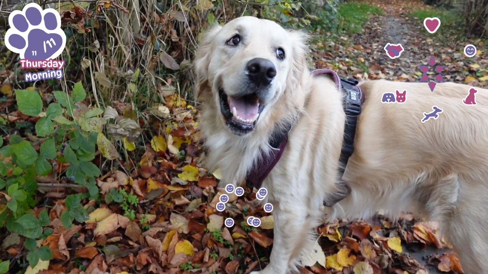 Golden_Retriever_Simple_Life_05b