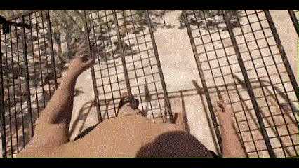 JUMP BUG